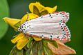 Ornate Bella Moth Utetheisa ornatrix (Speckled Footman Moth, Rattlebox Moth)