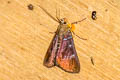 Spilomelinae sp.