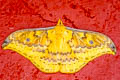 Syntherata janetta