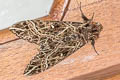Euryglottis aper