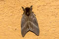 Hylesia metabus