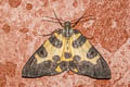 Pantherodes leonaria