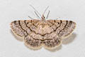 Inconspicuous Thornyvalve Acanthovalva inconspicuaria