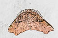 Achrosis costimaculata 