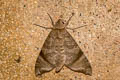 Acosmeryx shervillii