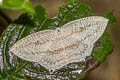 Acropteris ciniferaria