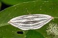 Acropteris iphiata