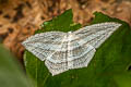 Acropteris leptaliata