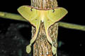 Malaysian Moon Moth Actias maenas