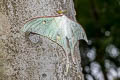 Indian Moon Moth Actias selene