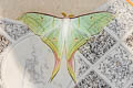 Indian Moon Moth Actias selene