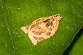 Appleleaf-curling moth Adoxophyes privatana