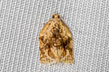 Appleleaf-curling moth Adoxophyes privatana