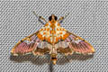 Aetholix flavibasalis