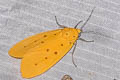 Agape chloropyga