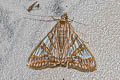 Agrioglypta zelimalis