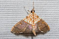Agrotera basinotata