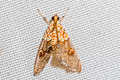 Agrotera lienpingialis