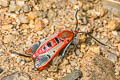 Akaisphecia sp. 
