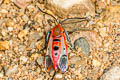 Akaisphecia sp. 
