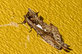 Allata duplius 