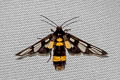 Yellow-ringed Grass Moth