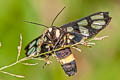 Yellow-ringed Grass Moth