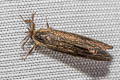 Banana Bagworm Moth Amatissa cuprea