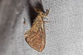 Banana Bagworm Moth Amatissa cuprea