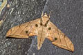 Violet Gliding Moth Ambulyx liturata