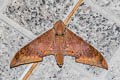 Cinnamon Gliding Hawkmoth Ambulyx moorei