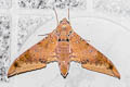 Cinnamon Gliding Hawkmoth Ambulyx moorei