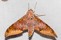 Cinnamon Gliding Hawkmoth Ambulyx moorei