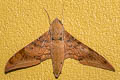 Cinnamon Gliding Hawkmoth Ambulyx moorei