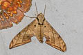 Dark-based Gliding Hawkmoth Ambulyx substrigilis