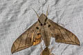 Dark-based Gliding Hawkmoth Ambulyx substrigilis