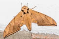 Dark-based Gliding Hawkmoth Ambulyx substrigilis