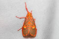 Ammatho cuneonotatus