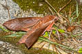 Ampelophaga rubiginosa