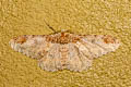 Amraica recursaria