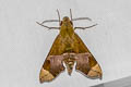 Northern Dark-green Hawkmoth Angonyx testacea