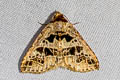 Anoba pectinata