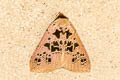 Anoba polysila