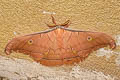 Antheraea helferi