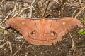 Antheraea helferi