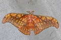 Antheraea larissa