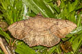 Anticarsia irrorata