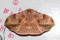 Apha horishana