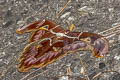 Archaeoattacus staudingeri