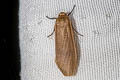 Arctiinae sp. 